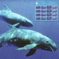 Delfin Fereza Mała WWF