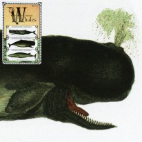 Walenie Kaszalot Płetwal