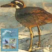 Ptaki Kormoran Głuptak Kulon