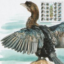 Kormoran Mały WWF