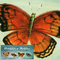 Motyle