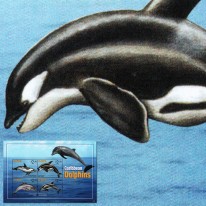 Delfiny Orka Butlonos