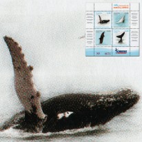 Humbak Sotalia Delfin