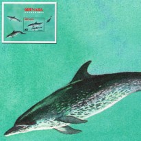 Delfinek Wysmukły