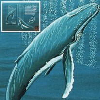 Długopłetwiec Jakarta’95