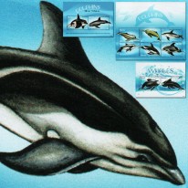 Delfiny Orka Grindwal