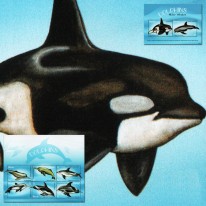 Delfiny Orka Fereza