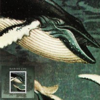 Długopłetwiec Oceaniczny