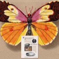 Motyle Ameryki