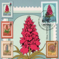 Kwiaty Naparstnica Bodziszek