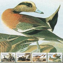Ptaki Kaczki Audubon