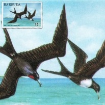 Fregata Wielka