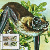 Nietoperze WWF