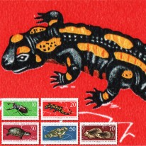 Jeż Ropucha Żółw Salamandra