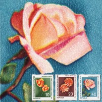 Kwiaty Tulipany Dalie Róża