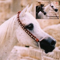Konie Arabskie