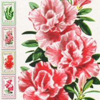 Kwiaty Konwalia Dalia Azalia