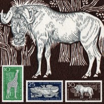 Żyrafa Legwan Antylopa Gnu