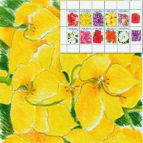 Kwiaty Hibiskus Wilec Alamanda
