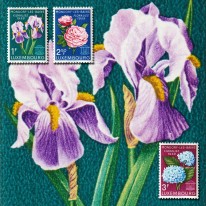 Kwiaty Irys Piwonia Hortensja