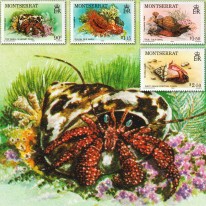Ślimaki Morskie