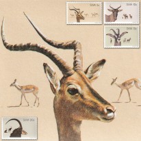 Antylopy Impala Sasebi