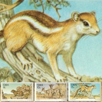 Dikdik Sawannowy Góralek...