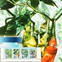Przyprawy Pieprz Imbir Tabasco