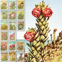Kwiaty Protea