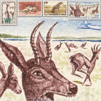 Gepard Guziec Ridbok