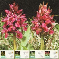 Orchidee
