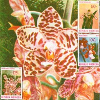 Kwiaty Orchidee