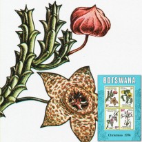 Kwiaty Ketmia Stapelia Nerina