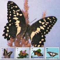 Motyle