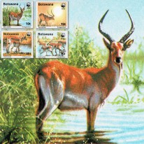 Kob Śniady WWF