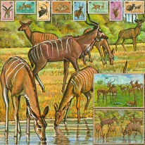 Antylopa Kudu Impala Oreas...