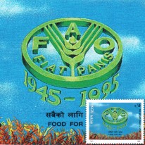 Kłosy Zboża FAO