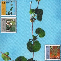 Rośliny Wąkrotka Bergenia Cis