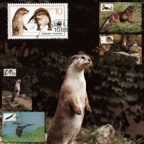 Wydra WWF