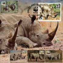 Nosorożec Biały WWF