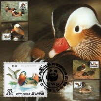 Kaczka Mandarynka WWF