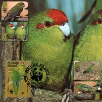 Papuga Modrolotka WWF