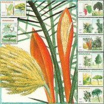 Drzewa Dracena Akacja...