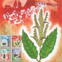 Flora Dżdżownica Chrząszcz