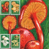 Grzyby Wilgotnica Kopułek