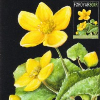 Kwiat Kaczeniec