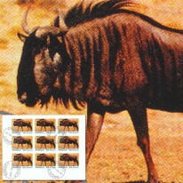 Gnu Pręgowane