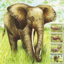 Słoń Afrykański WWF