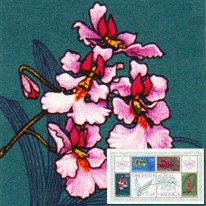 Orchidee