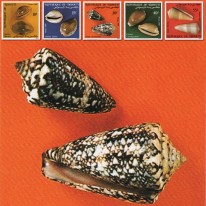 Muszle Ślimaków Morskich